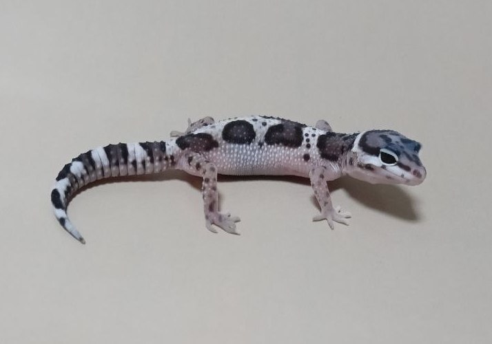 Эублефар Mack snow het Patternless, het Blizzard, карточка 5