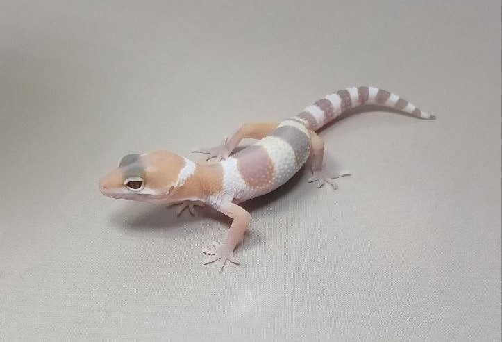 Эублефар Tangerine albino 007055R