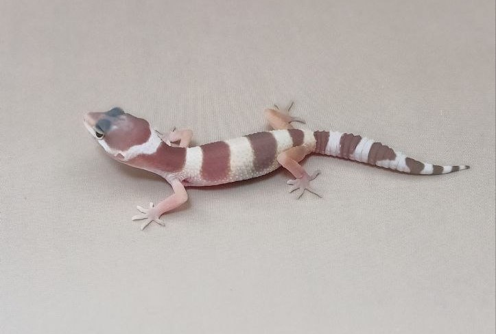 Эублефар Tremper albino 007061R
