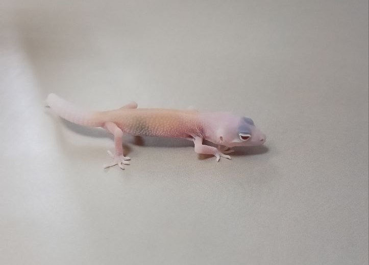 Эублефар Diablo Blanco 010063R
