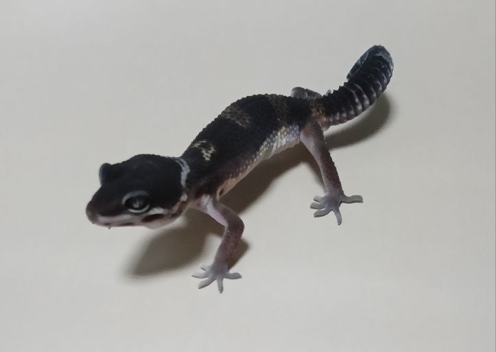 Эублефар Black night 080084 из каталога GEKO WORLD