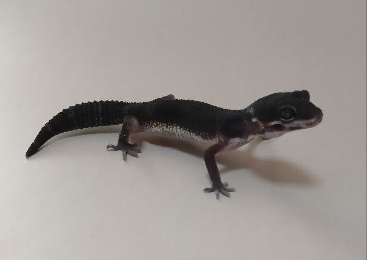 Эублефар Black night 080087 из каталога GEKO WORLD