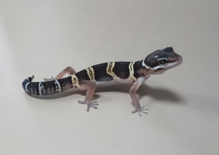 Эублефар Mack night Black night het Mandarin, карточка 51